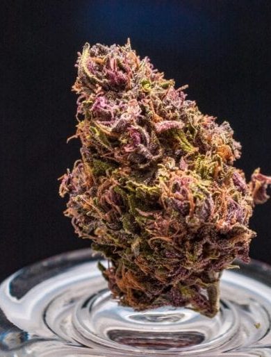 Blueberry Muffin Strain