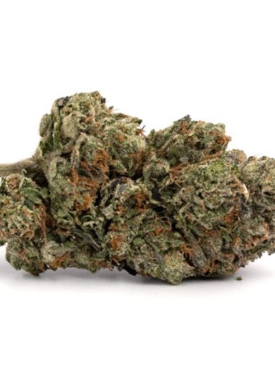 G13 Strain for Sale