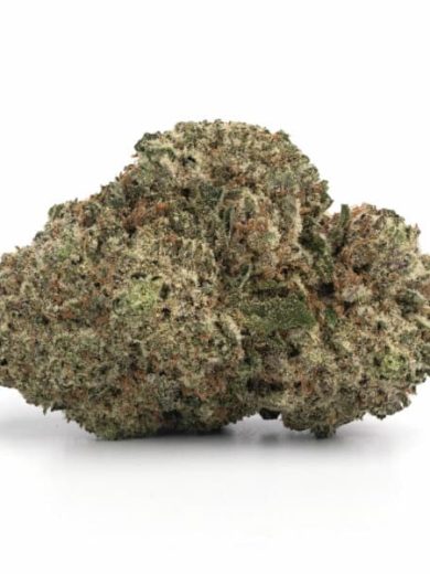 Mimosa Strain