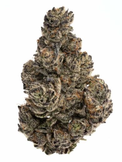 White Truffle Strain